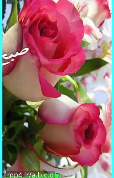 عکس نوشته سلام صبح بخیر برای پروفایل