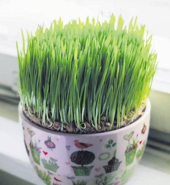 عکس ایده برای سفره ی هفت سین