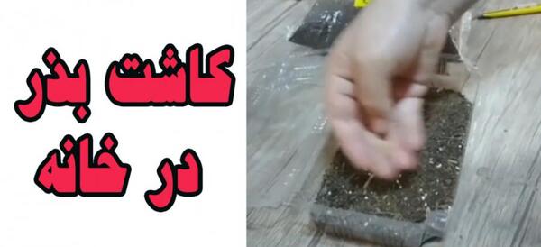 عکس بذر زرشک