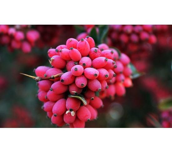 عکس بذر زرشک
