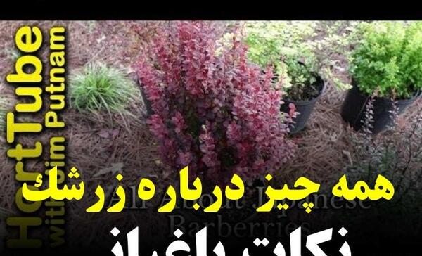عکس بذر زرشک