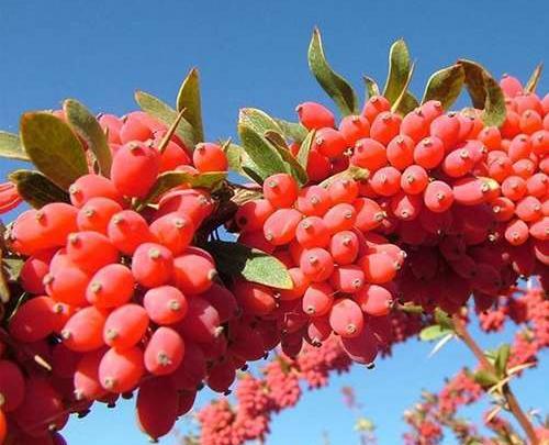 عکس بذر زرشک