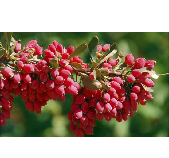 عکس بذر زرشک