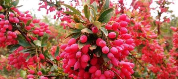 عکس بذر زرشک