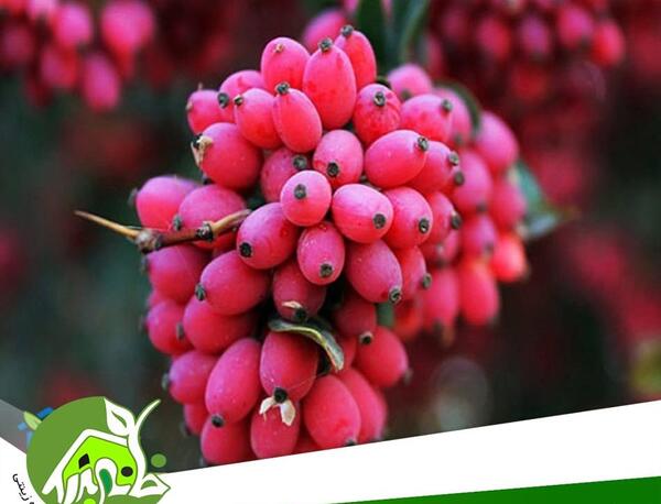 عکس بذر زرشک