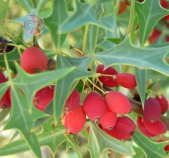 عکس بذر زرشک
