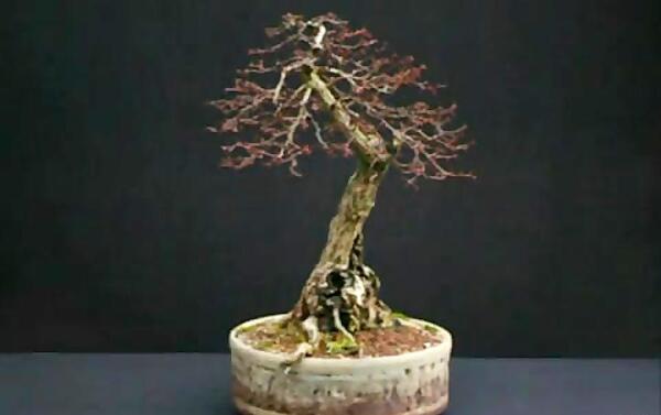 عکس بذر زرشک