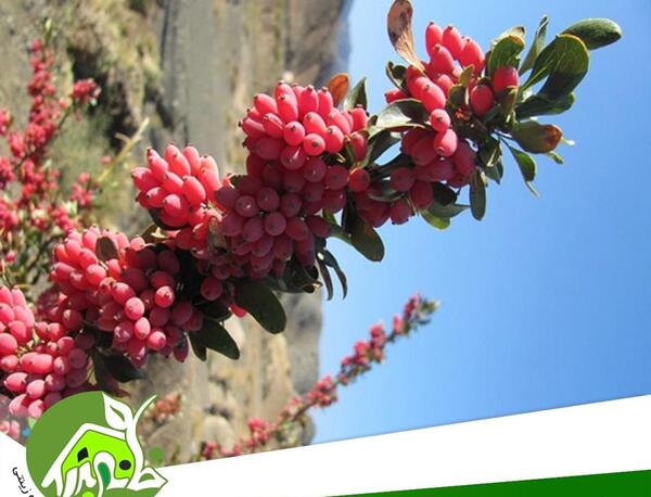 عکس بذر زرشک