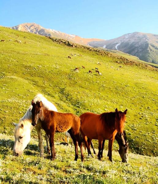 عکس های زیبا از طبیعت شمال ایران