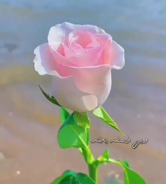 عکس استاتوس زیبا برای وضعیت واتساپ