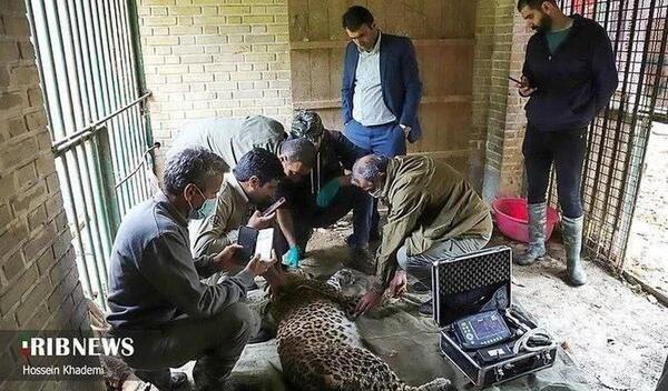 عکس حمید پلنگ از زنجان