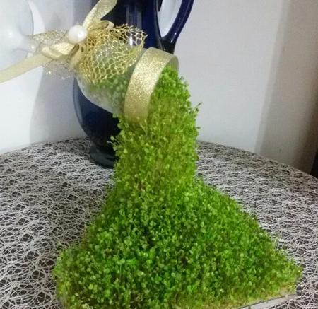 عکس ژله به شکل سبزه عید