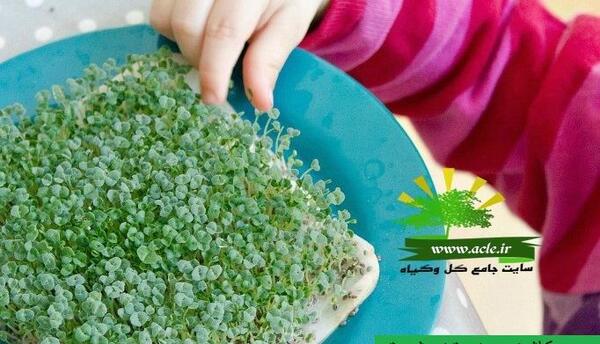 عکس ژله به شکل سبزه عید