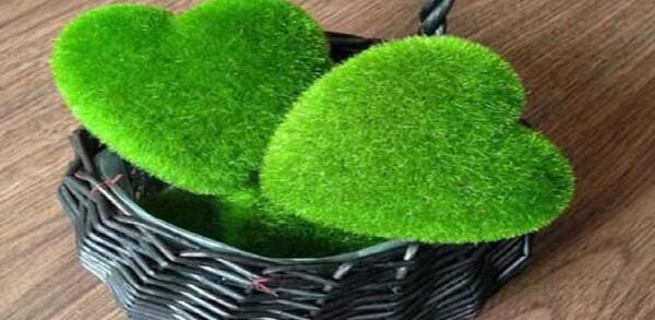 عکس ژله به شکل سبزه عید