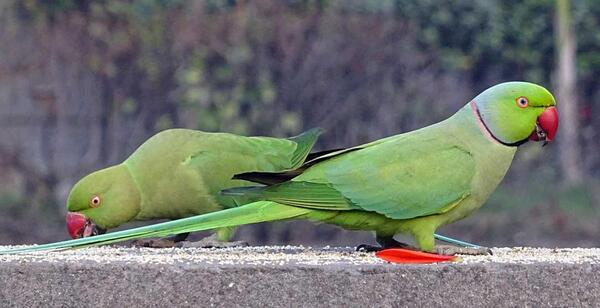 عکس طوطی و قفس