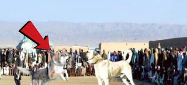عکس از مورچه خوار