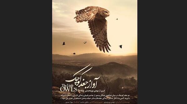 عکس جغد الناز شاکردوست