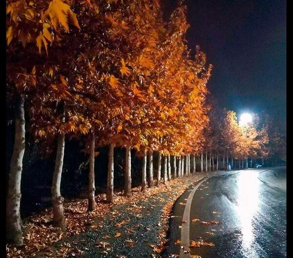 عکس باران فرنگی