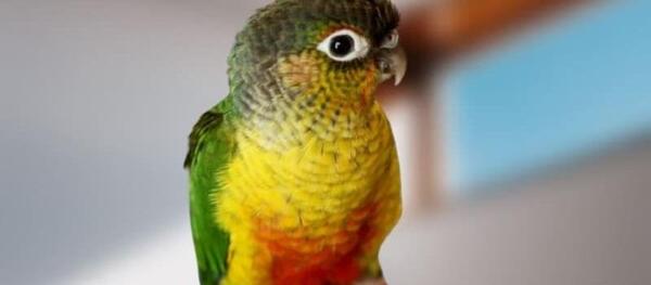 عکس طوطی نر و ماده