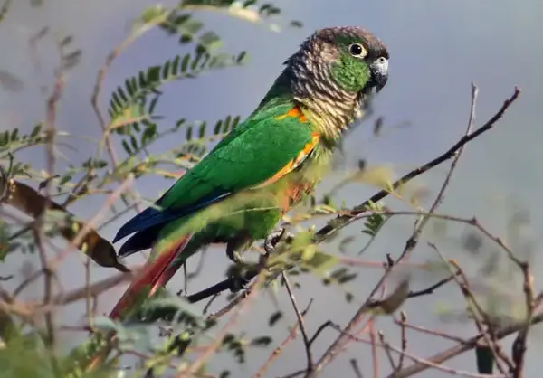 عکس طوطی نر و ماده