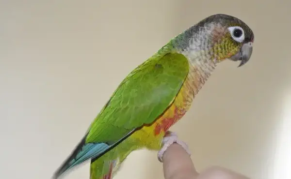 عکس طوطی نر و ماده
