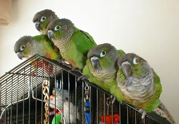 عکس طوطی نر و ماده