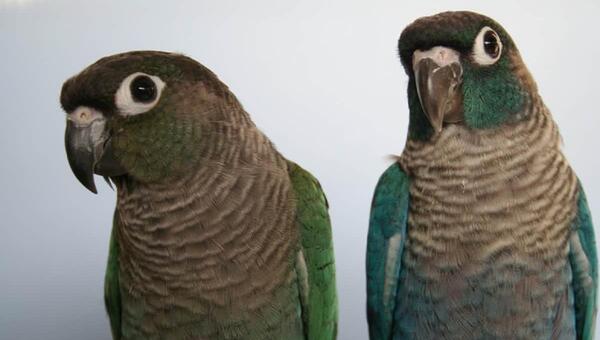 عکس طوطی نر و ماده
