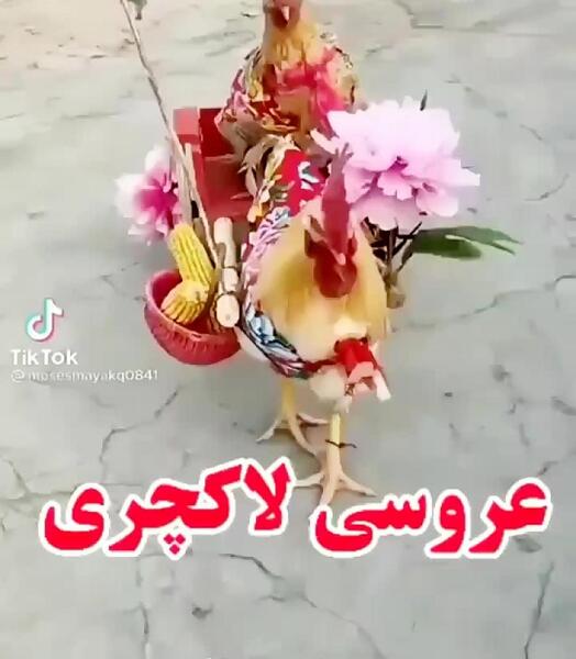 عکس های عروسی نازنین و پدرام مختاری