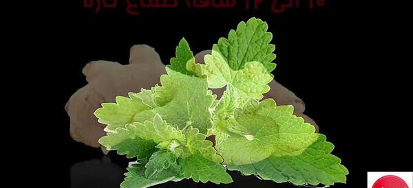 عکس نعناع تازه