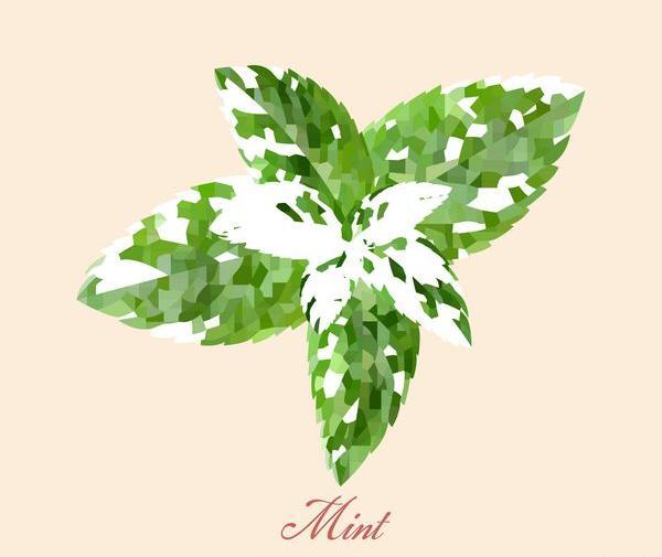 عکس نعناع تازه