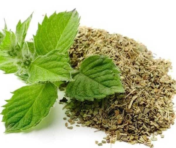 عکس نعناع تازه
