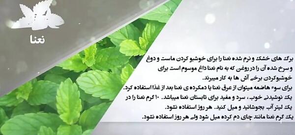 عکس نعناع تازه