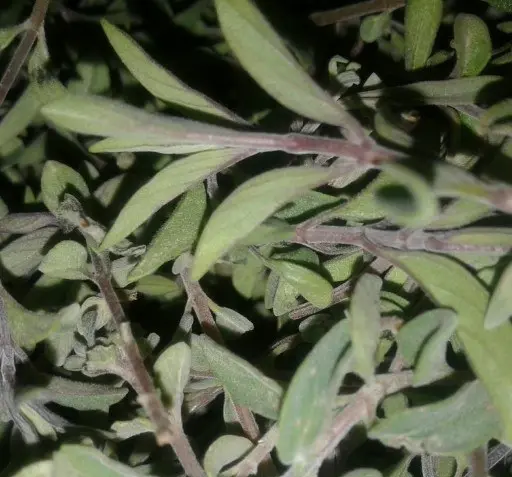 عکس نعناع تازه