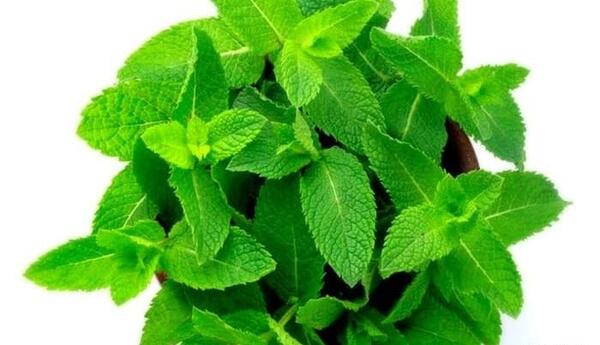 عکس نعناع تازه