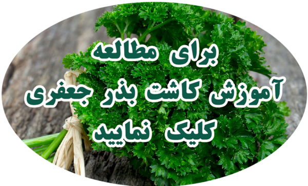 عکس جعفری فرنگی