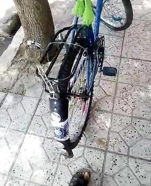 عکس دوچرخه آمانو