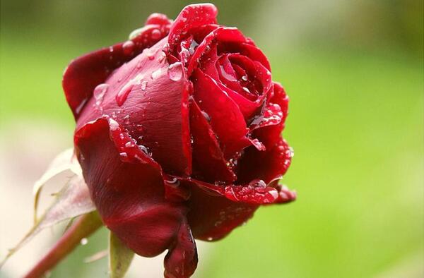 عکس پروفایل بدون نوشته طبیعت