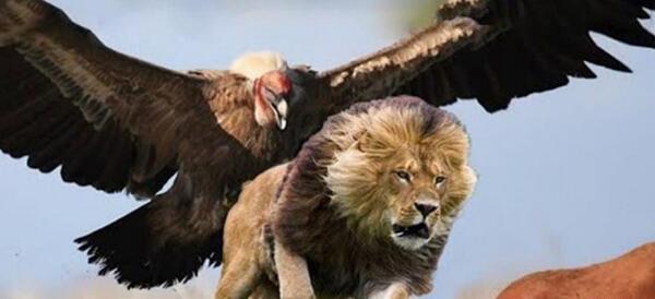 عکس در مورد شهید ابراهیم هادی