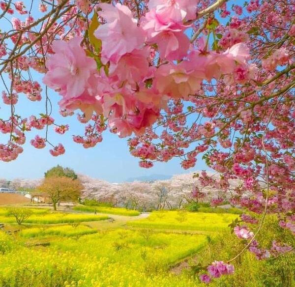 عکس طبیعت ساده و زیبا