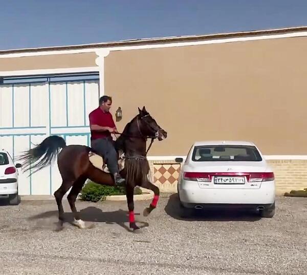 عکس اسب نوبر شاه