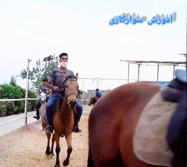 عکس اسب نوبر شاه
