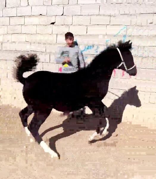 عکس اسب نوبر شاه