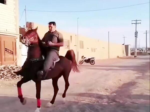 عکس اسب نوبر شاه