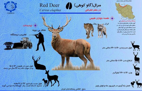 عکس آهو مارال