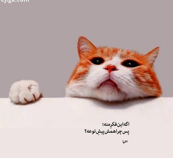 عکس موش و گربه غمگین