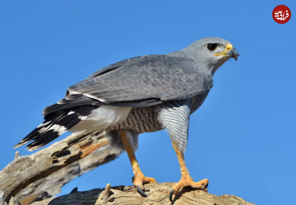 عکس شاهین ماده
