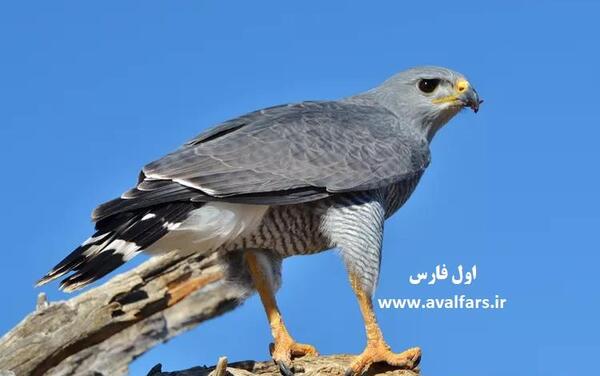 عکس شاهین ماده