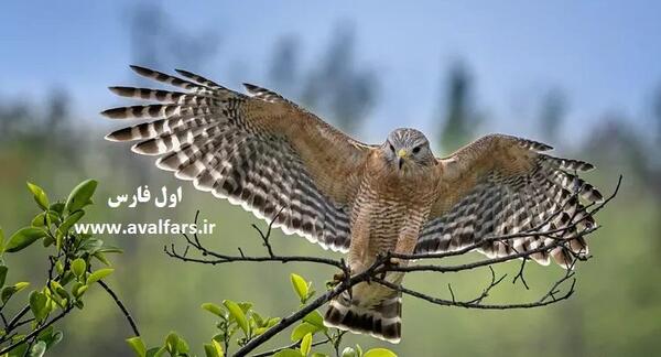 عکس شاهین ماده