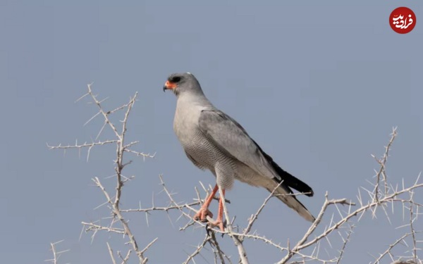 عکس شاهین ماده
