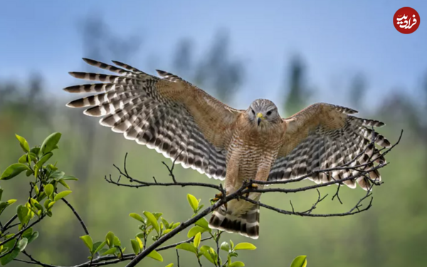 عکس شاهین ماده